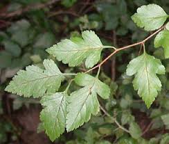 Attēlu rezultāti vaicājumam “Crataegus x macrocarpa leaf”