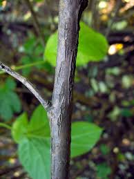 Attēlu rezultāti vaicājumam “Eleutherococcus sessiliflorus”