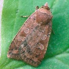 Attēlu rezultāti vaicājumam “Diarsia florida”