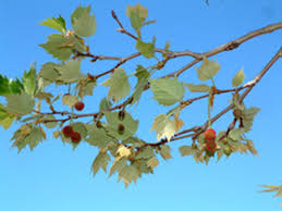 Attēlu rezultāti vaicājumam “Platanus x hispanica (syn. Platanus x acerifolia)”