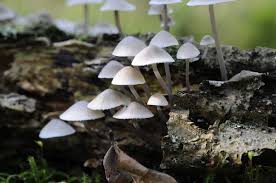 Attēlu rezultāti vaicājumam “Mycena amicta”
