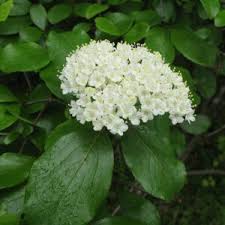 Attēlu rezultāti vaicājumam “Adoxaceae”