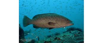 Image result for Mycteroperca microlepis