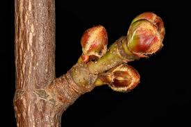 Attēlu rezultāti vaicājumam “Acer saccharinum bud”