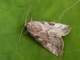 Attēlu rezultāti vaicājumam “Eucarta virgo”