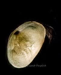 Attēlu rezultāti vaicājumam “Diderma globosum macro”