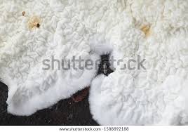 Attēlu rezultāti vaicājumam “Plicatura nivea”