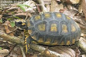 Attēlu rezultāti vaicājumam “Licea chelonoides”