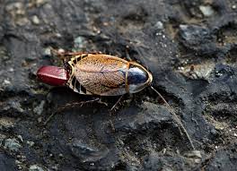 Attēlu rezultāti vaicājumam “Ectobius sylvestris female”