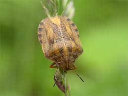 Attēlu rezultāti vaicājumam “Eurygaster testudinaria imago”