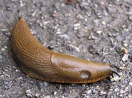 Attēlu rezultāti vaicājumam “Arion lusitanicus adult”