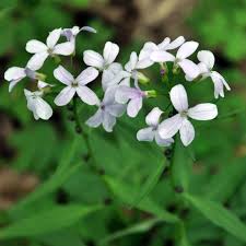 Attēlu rezultāti vaicājumam “Cardamine bulbifera”