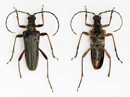 Attēlu rezultāti vaicājumam “Stenocorus meridianus”