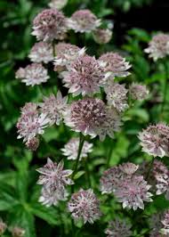 Attēlu rezultāti vaicājumam “Astrantia major leaf”