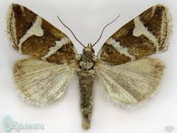 Attēlu rezultāti vaicājumam “Deltote bankiana”