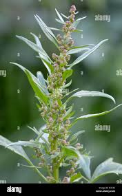 Attēlu rezultāti vaicājumam “Chenopodium rubrum flower”