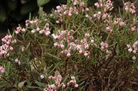 Attēlu rezultāti vaicājumam “Andromeda polifolia bud”