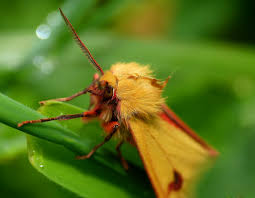 Attēlu rezultāti vaicājumam “Diacrisia sannio”