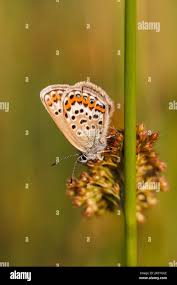 Attēlu rezultāti vaicājumam “Plebejus argus female”