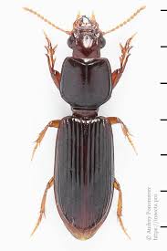 Attēlu rezultāti vaicājumam “Clivina fossor”