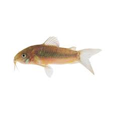 Image result for fish corydoras