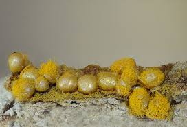 Attēlu rezultāti vaicājumam “Trichia scabra”