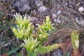 Attēlu rezultāti vaicājumam “Jovibarba globifera flower”