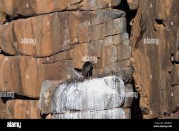 Attēlu rezultāti vaicājumam “Ciconia nigra nest”