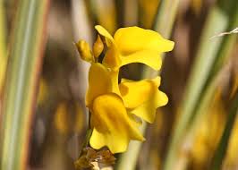 Attēlu rezultāti vaicājumam “Lentibulariaceae”