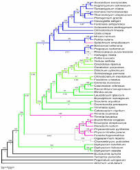 Attēlu rezultāti vaicājumam “Herzogiella seligeri sporophyte”