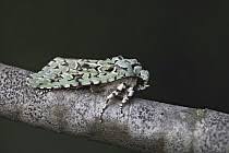 Attēlu rezultāti vaicājumam “Griposia aprilina”