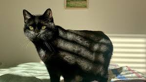 Image result for Black Cat Sac