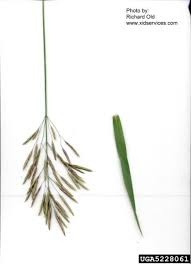 Attēlu rezultāti vaicājumam “Bromopsis inermis fruit”