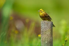 Attēlu rezultāti vaicājumam “Emberiza citrinella male”