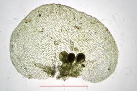 Attēlu rezultāti vaicājumam “Jungermannia hyalina”