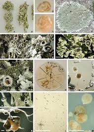 Attēlu rezultāti vaicājumam “Ramalina fastigiata”