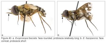 Attēlu rezultāti vaicājumam “Exoprosopa capucina”