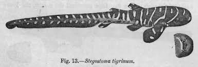 Image result for Stegostoma tigrinum