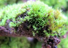 Attēlu rezultāti vaicājumam “Barbula convoluta”