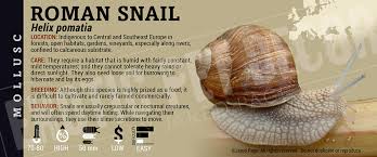 Attēlu rezultāti vaicājumam “Helix pomatia”