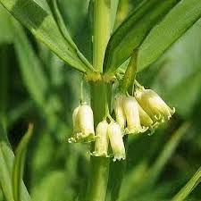 Attēlu rezultāti vaicājumam “Polygonatum verticillatum”