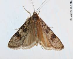 Attēlu rezultāti vaicājumam “Nomophila noctuella”