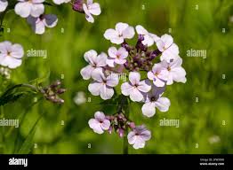 Attēlu rezultāti vaicājumam “Hesperis matronalis bud”