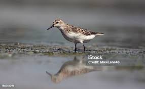 Image result for Calidris pusilla