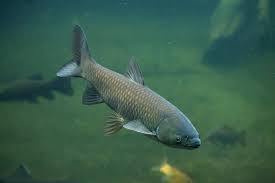 Image result for The Lancaster Fish