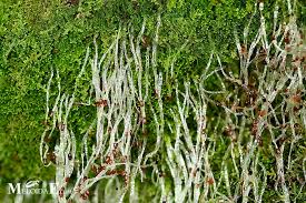 Attēlu rezultāti vaicājumam “Lepidozia reptans”