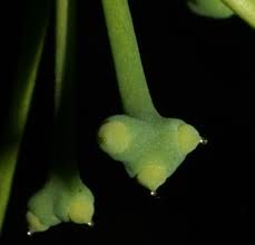 Attēlu rezultāti vaicājumam “Ginkgo biloba female flower”