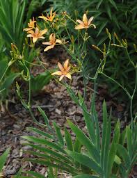 Image result for Pardancanda norrisii