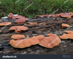 Attēlu rezultāti vaicājumam “Hapalopilus nidulans”