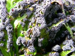 Attēlu rezultāti vaicājumam “Fuligo gyrosa plasmodium”